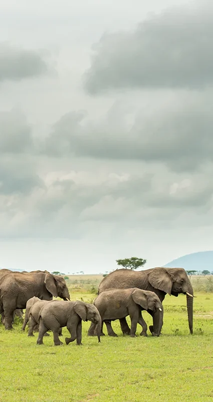 Elephant herd with calves walking across open grasslands in Tanzania’s Northern Circuit