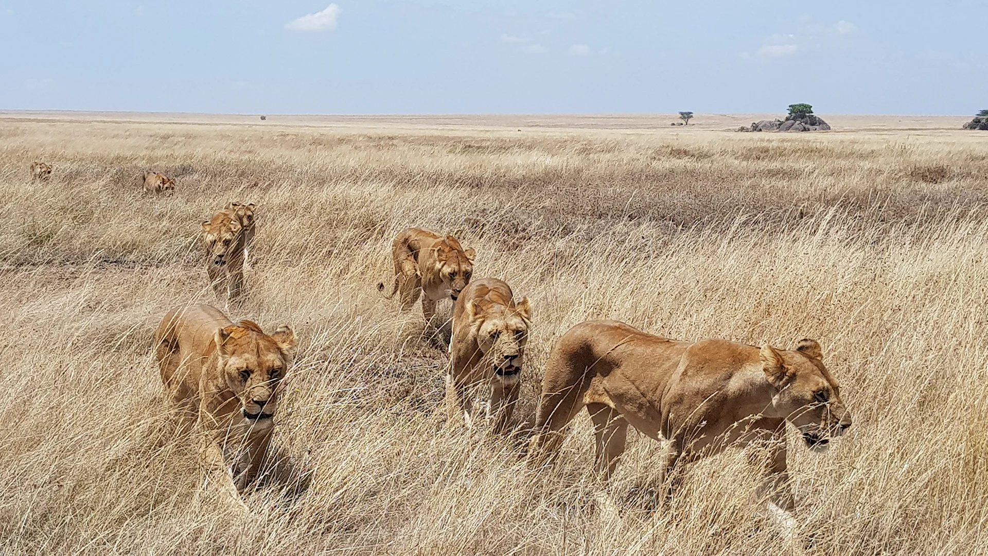 Pride of lionesses walking through golden grass on the Serengeti plains during the dry season in Tanzania