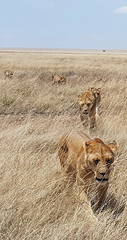 Pride of lionesses walking through golden grass on the Serengeti plains during the dry season in Tanzania