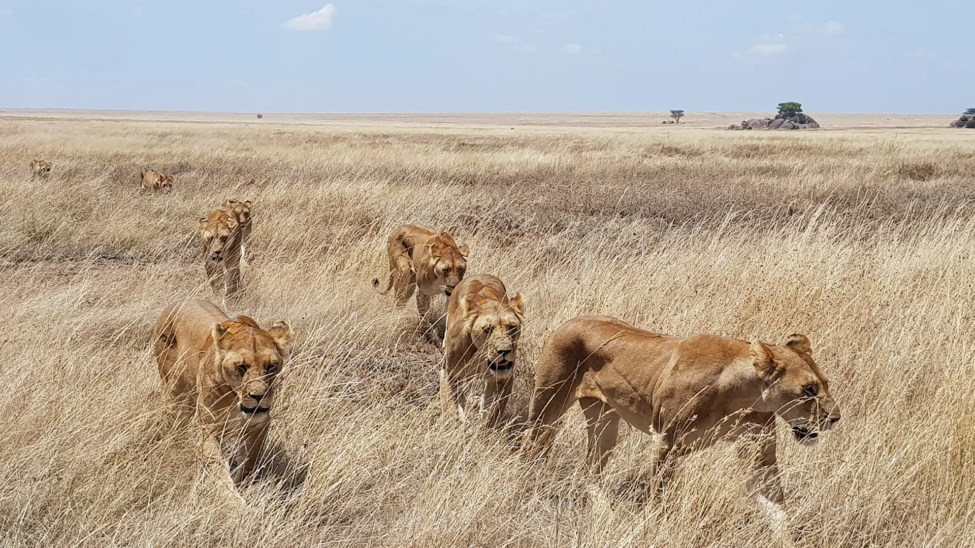 Pride of lionesses walking through golden grass on the Serengeti plains during the dry season in Tanzania