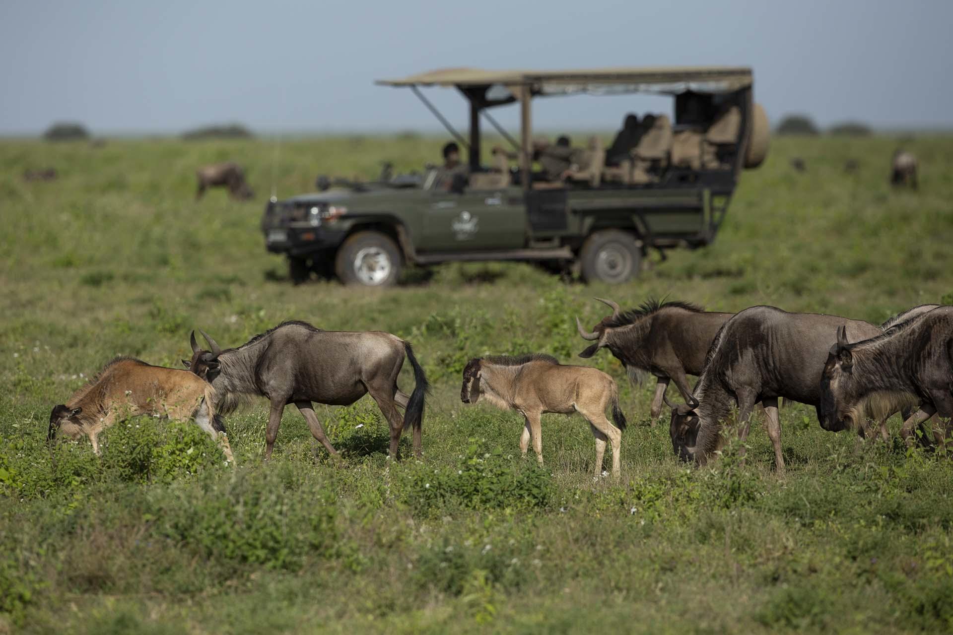 gazing at the wildebeest in serengeti national park