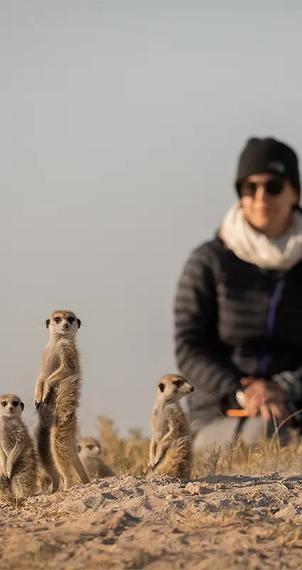 Sitting with a meerkat family