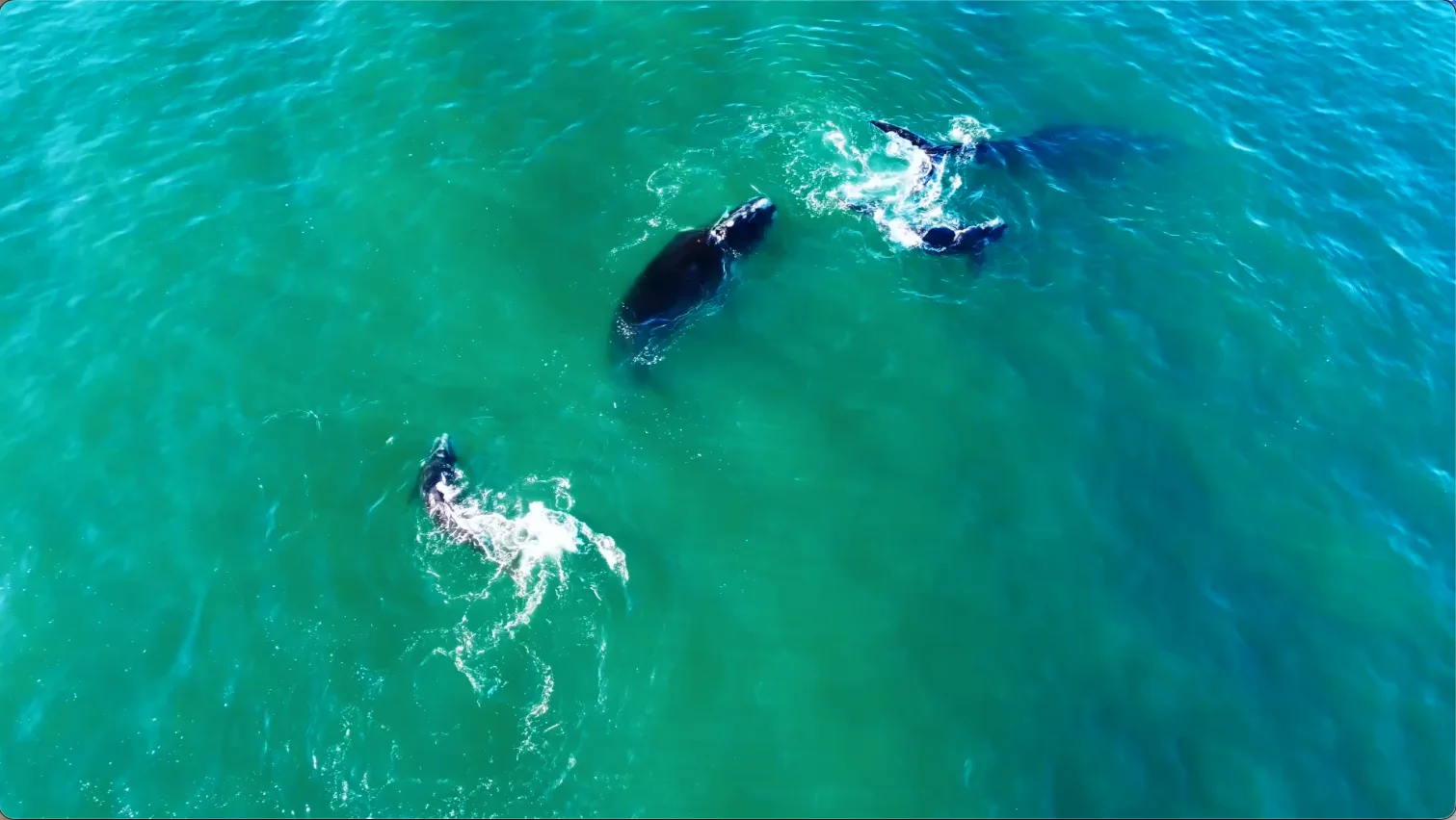 Southern right whales off Hermanus