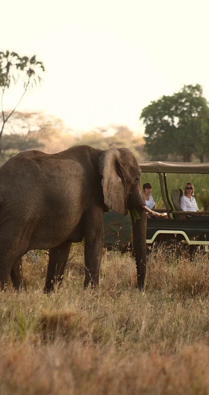 Game drive and elephant in Meru Kenya