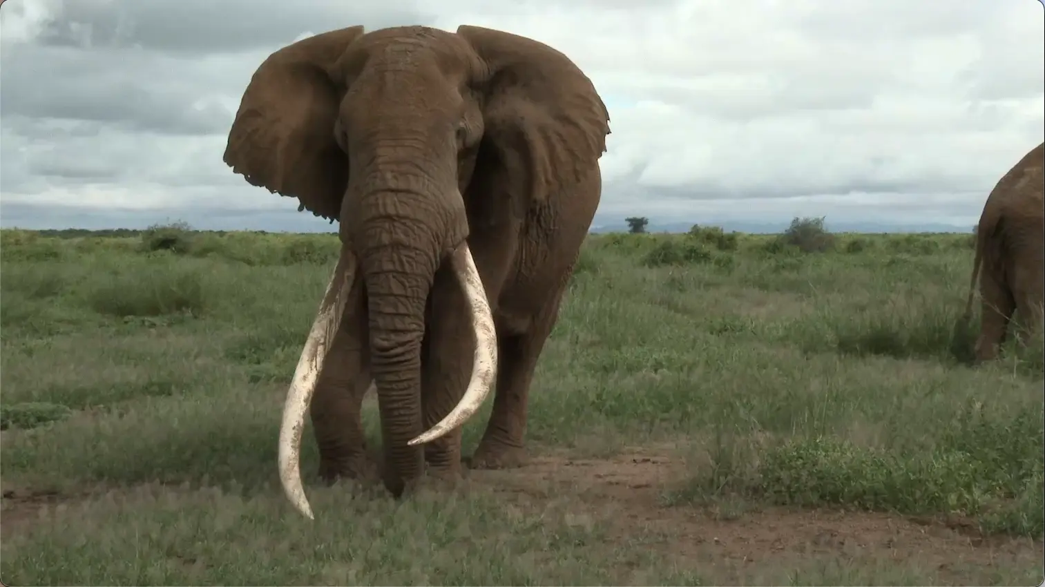 Super tusker elephants in Amboseli Kenya