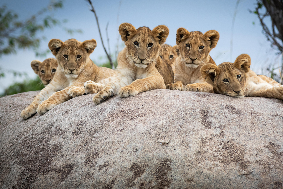 serengeti lions