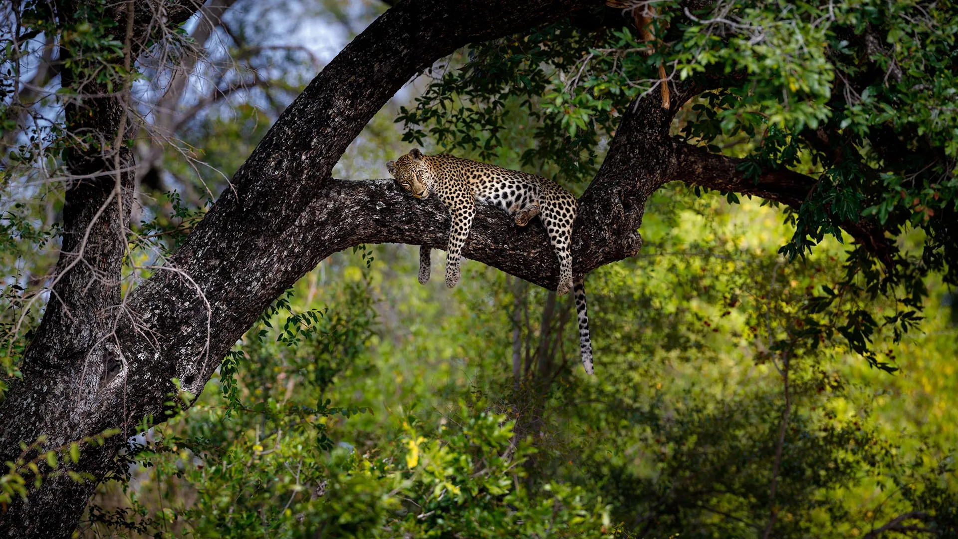 Leopard resting in a tree in Timbavati Private Nature Reserve, Greater Kruger