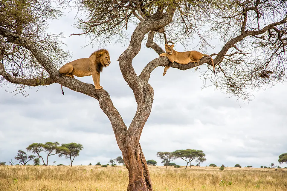 Tarangire National Park