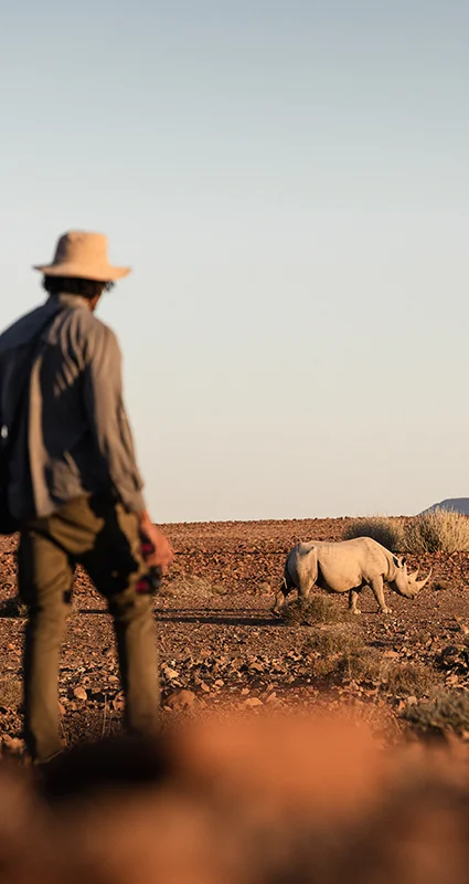 Two guests tracking a desert-adapted black rhino on foot at Desert Rhino Camp in Namibia's Damaraland region