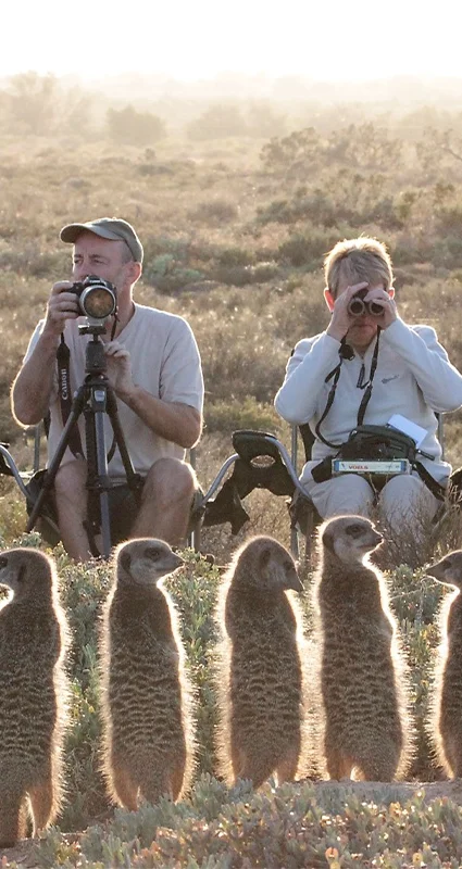 Tourists and meerkats in the Little Karoo