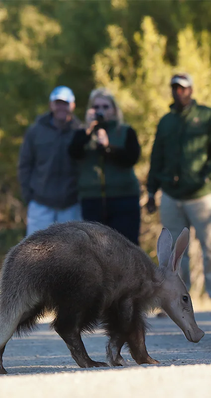 Tourists seeing an aardvark in the Great Karoo