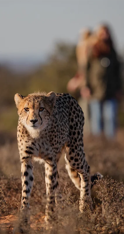 Tracking a cheetah on foot