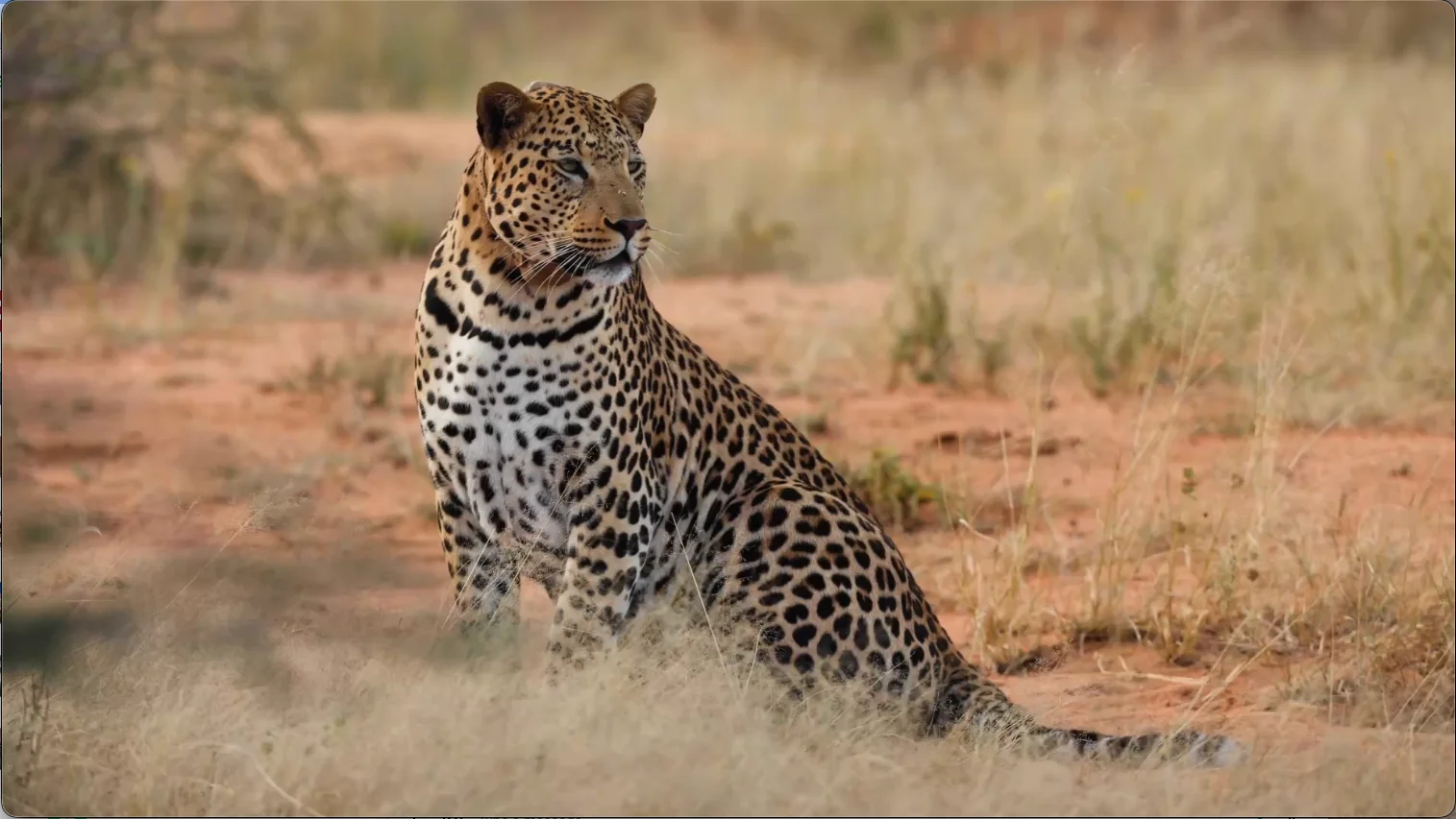 Tswalu Kalahari leopard