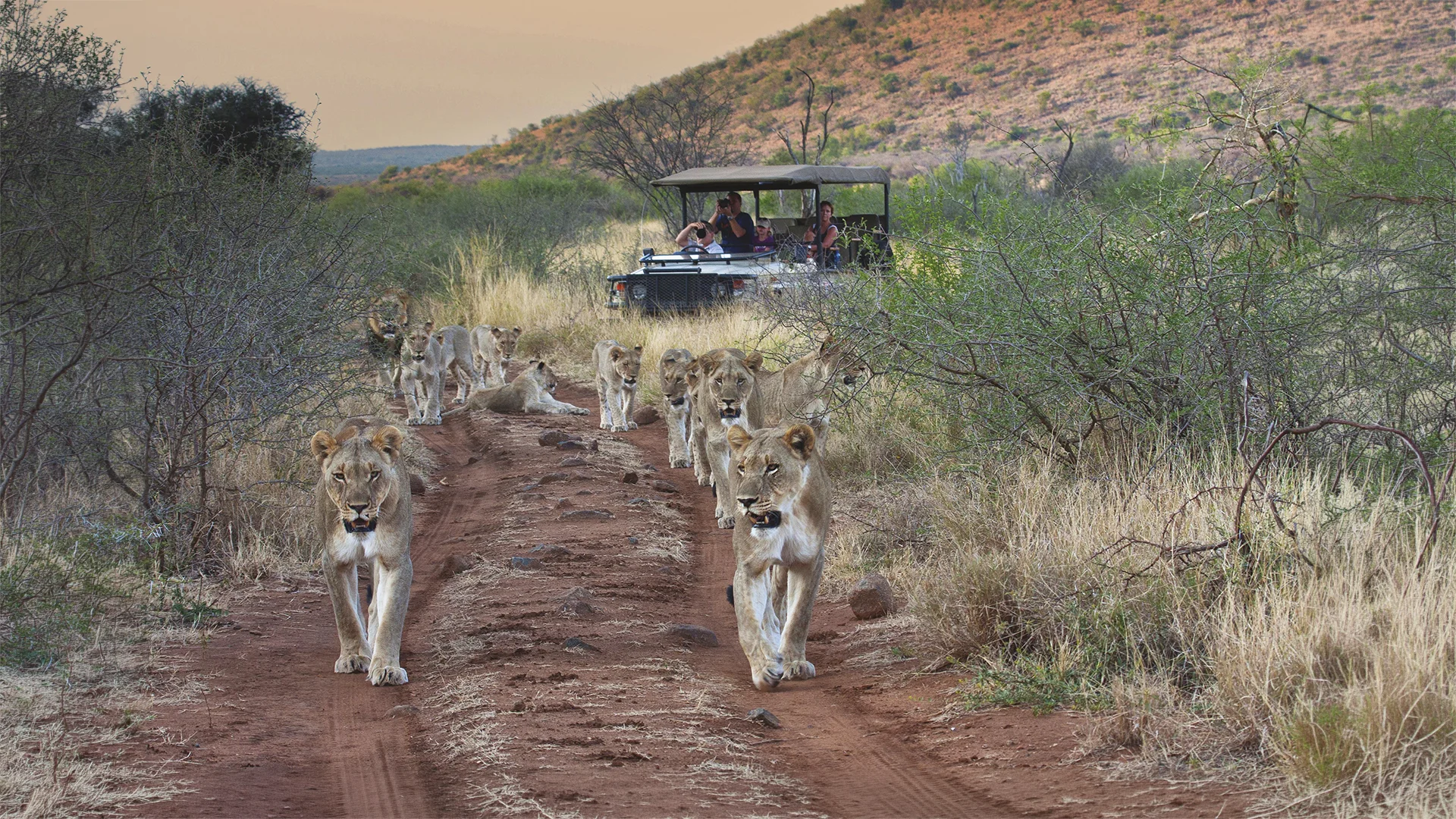 A pride of lions walks along a dirt track through dry bushland, with an open safari vehicle carrying tourists following behind