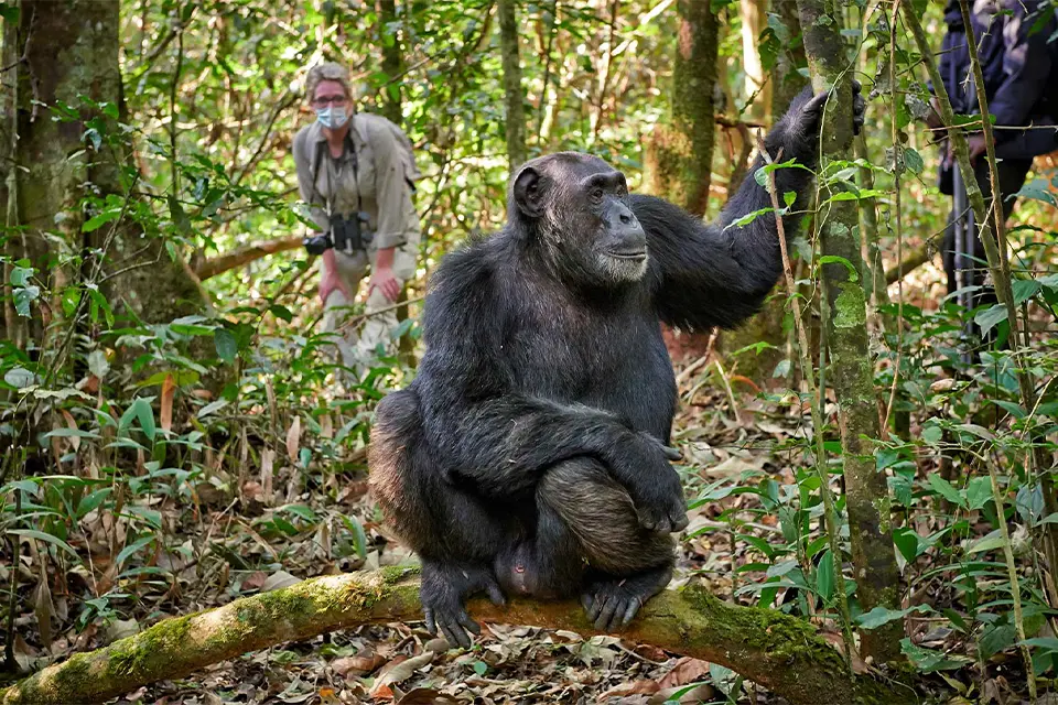 Chimpanzee trekking safari