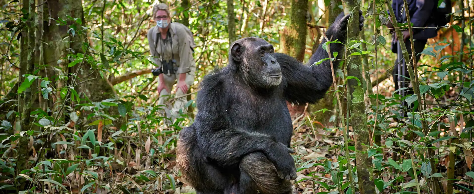 Chimp trekking Uganda
