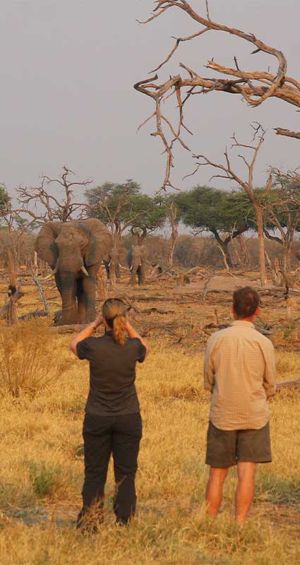 Botswana safari