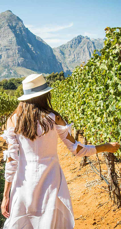 wine farm south africa