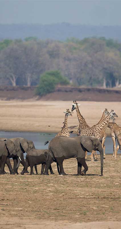 South Luangwa safari