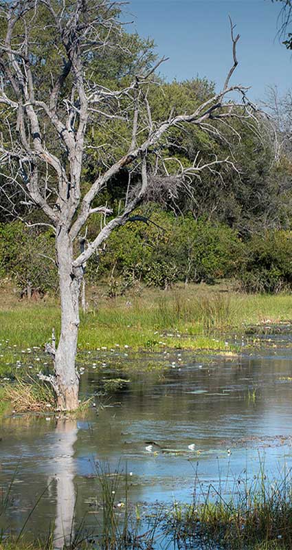Khwai safari
