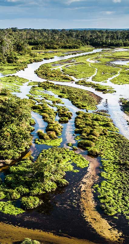 gorilla safari Odzala