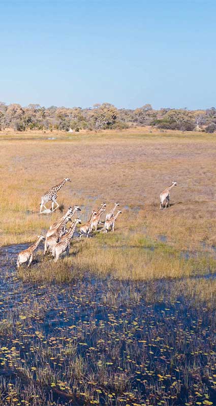 Selinda safari