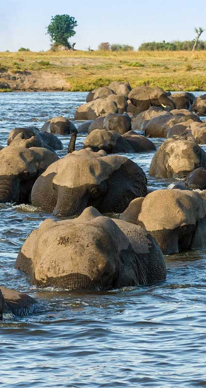 Chobe safari