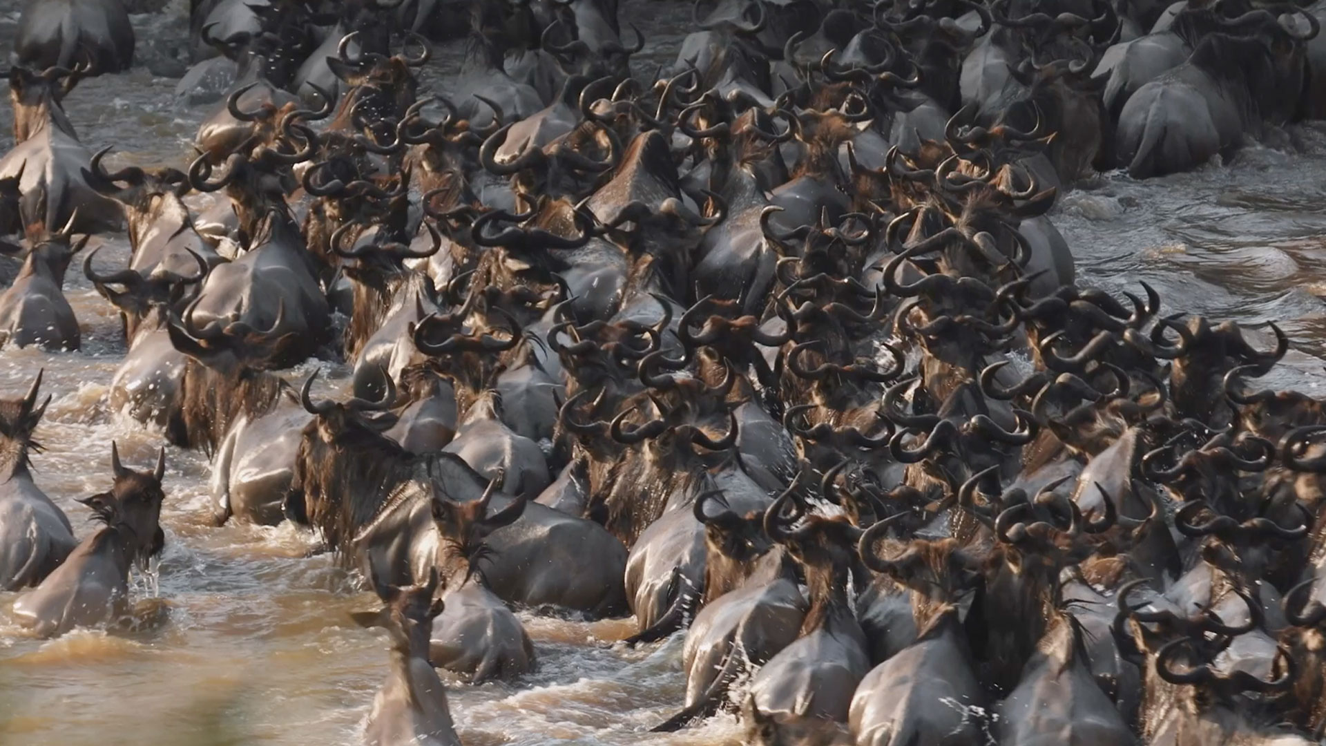 Great migration safari to Maasai Mara Kenya and Serengeti Tanzania