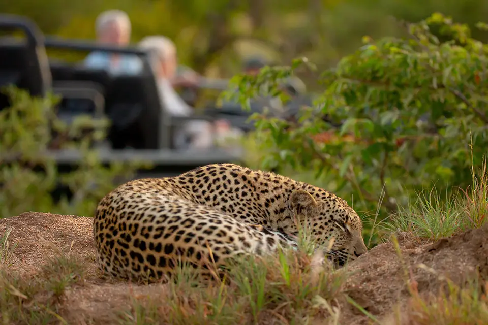 Southern Africa mega safari