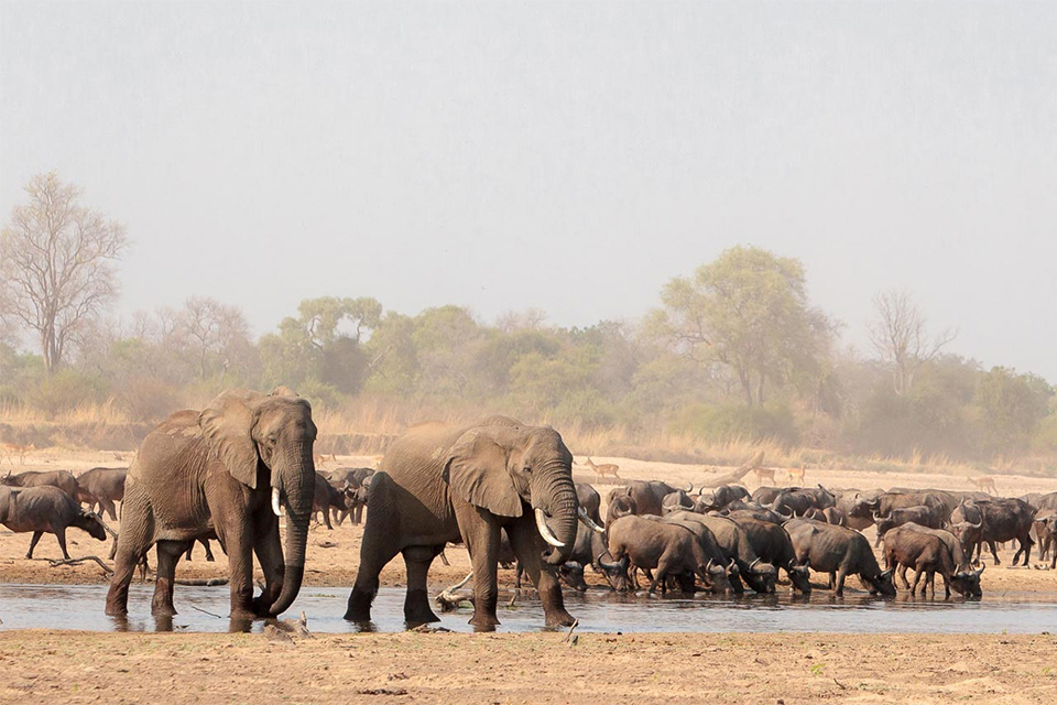 South Luangwa, Victoria Falls & Lake Malawi safari