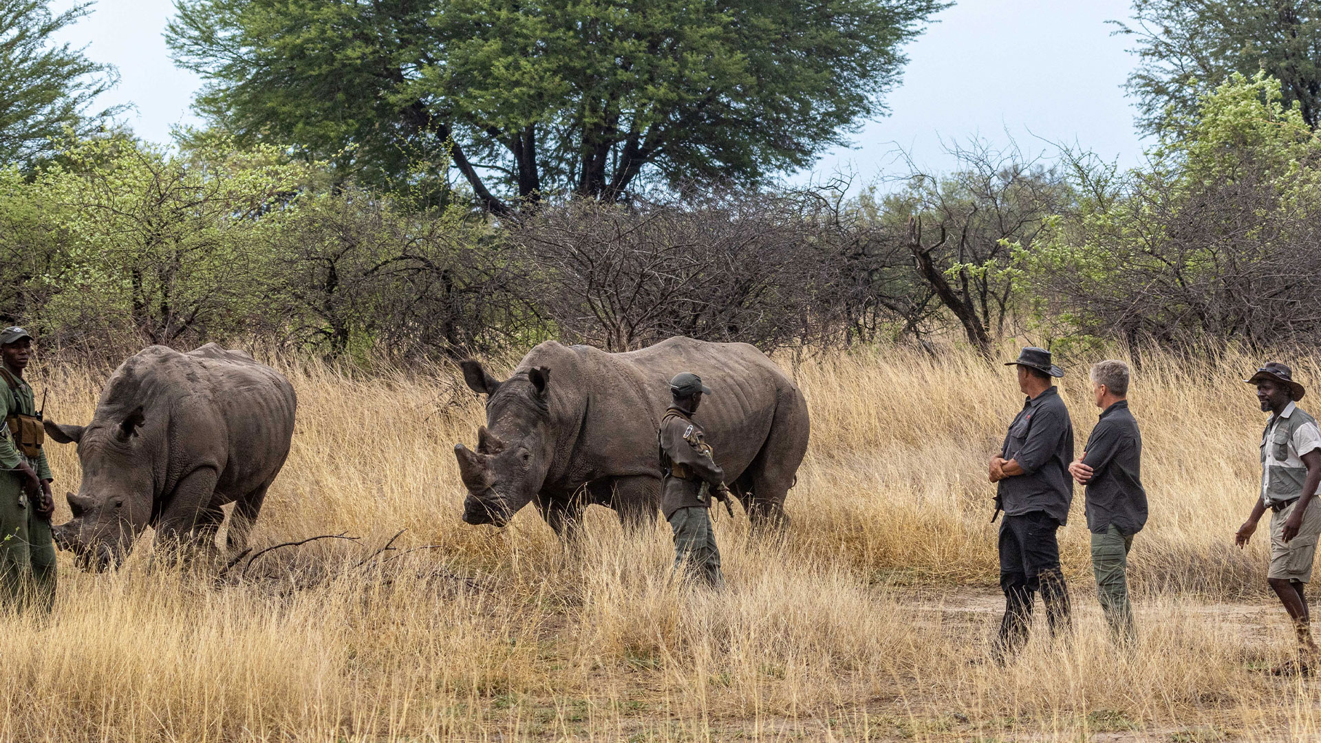 Rhino conservation safari