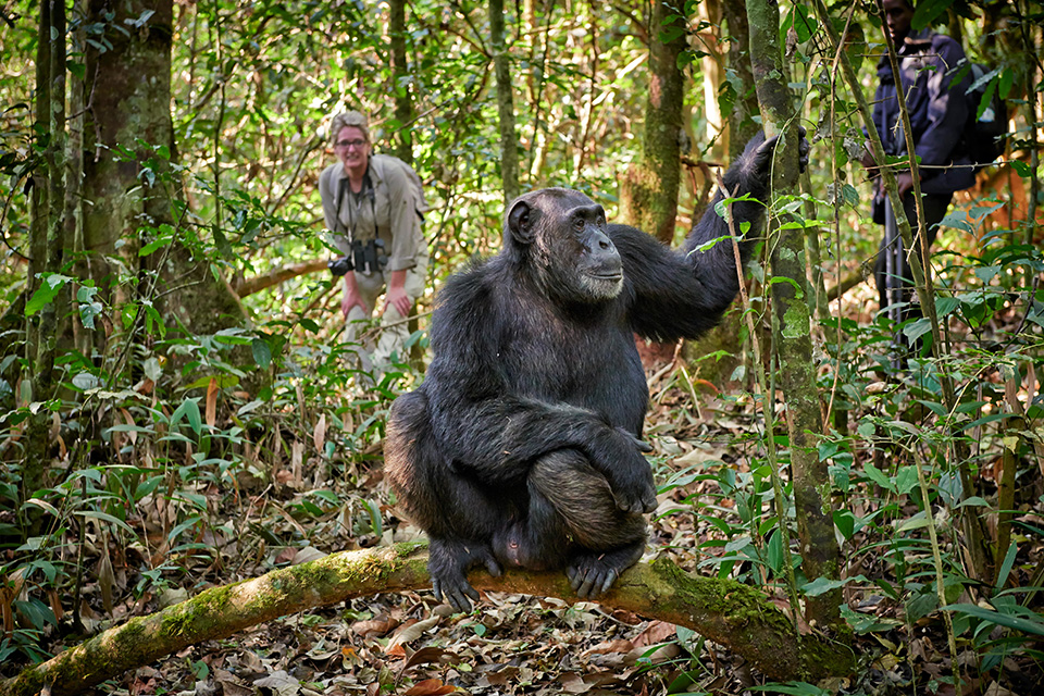 chimpanzee trekking