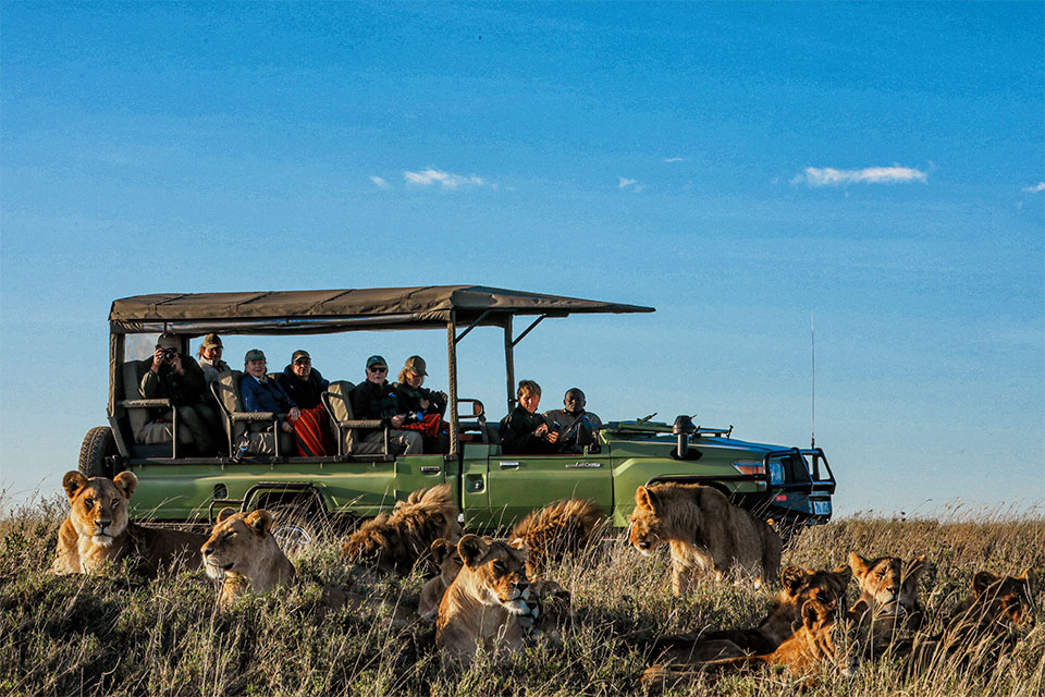 Serengeti Great Migration & big cats
