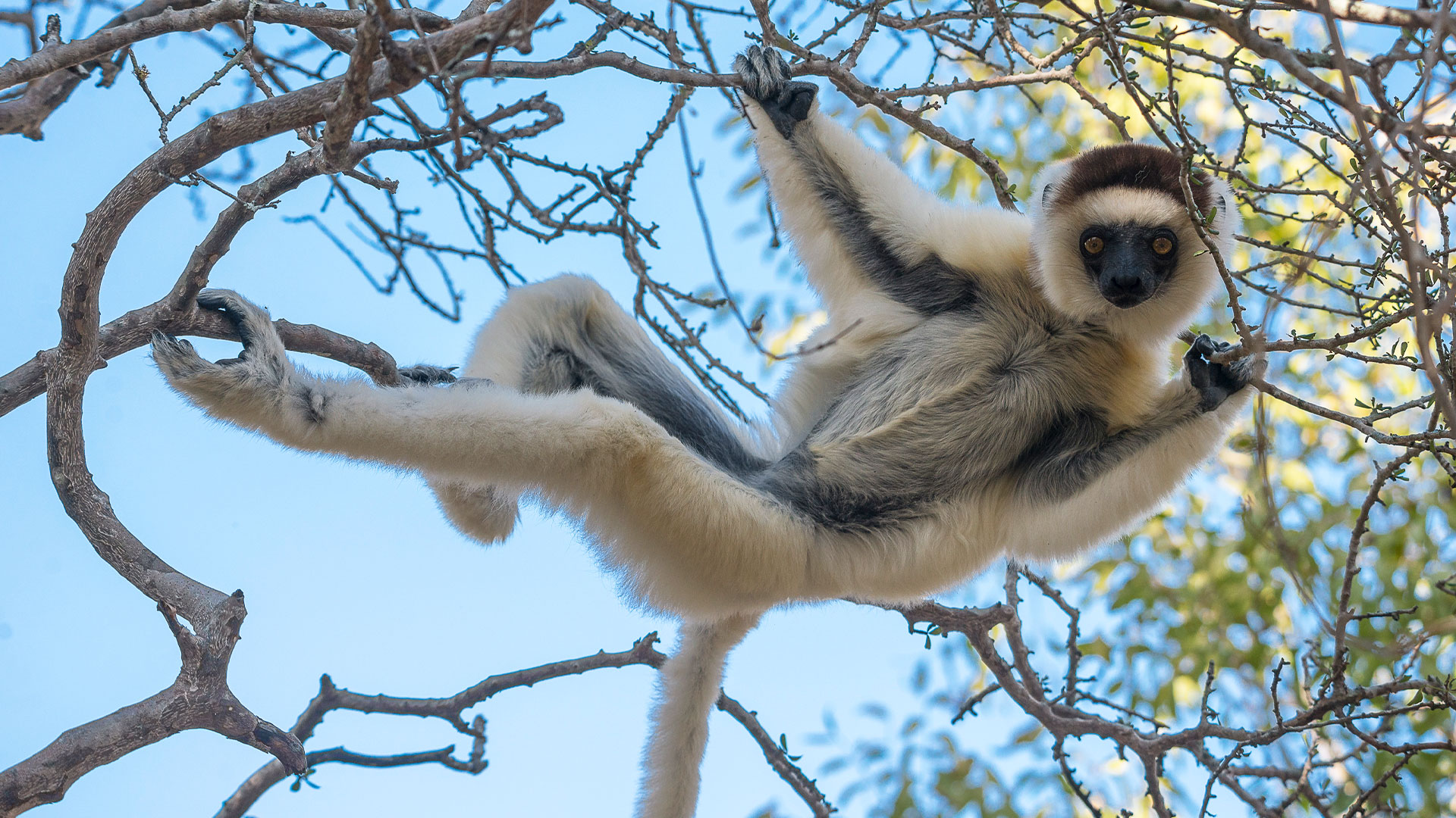 Madagascar Wildlife Safari Lemurs