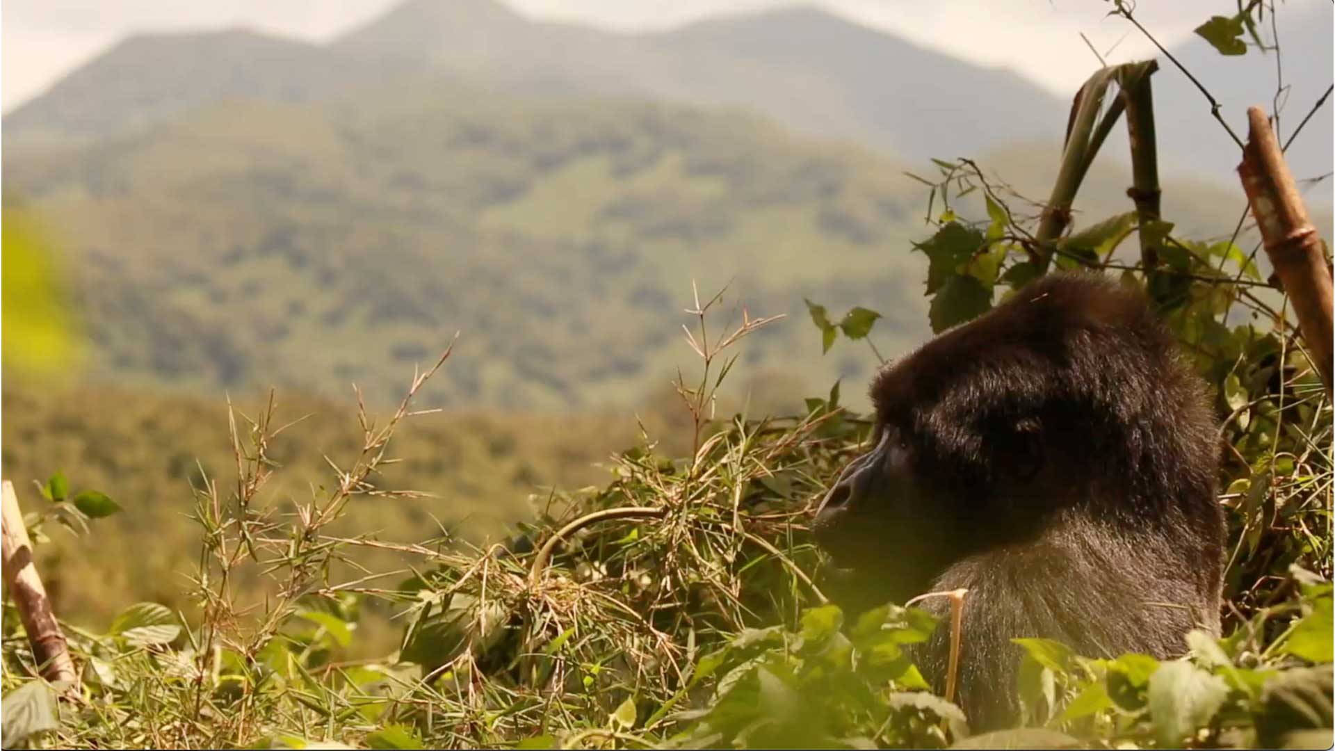 gorilla tracking in Rwanda