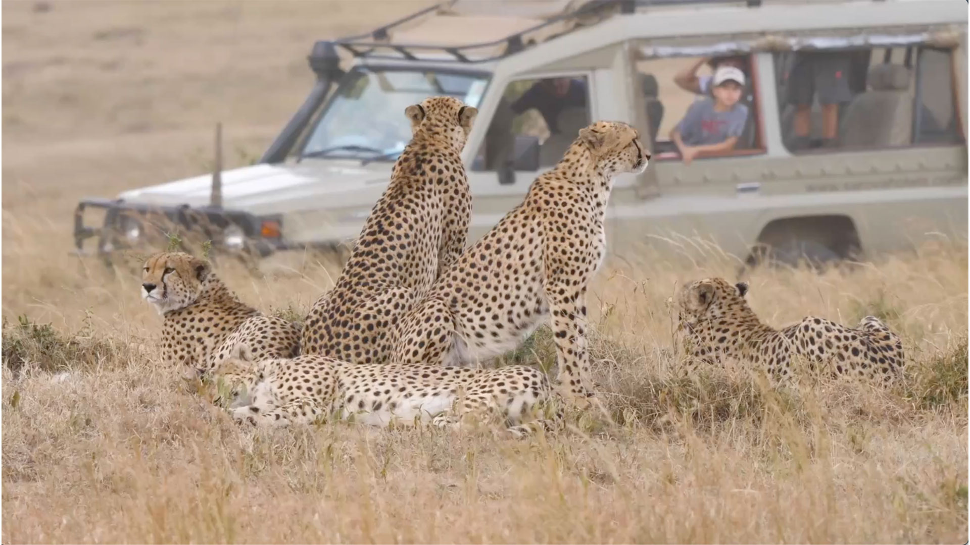 Wildlife Safari Tours