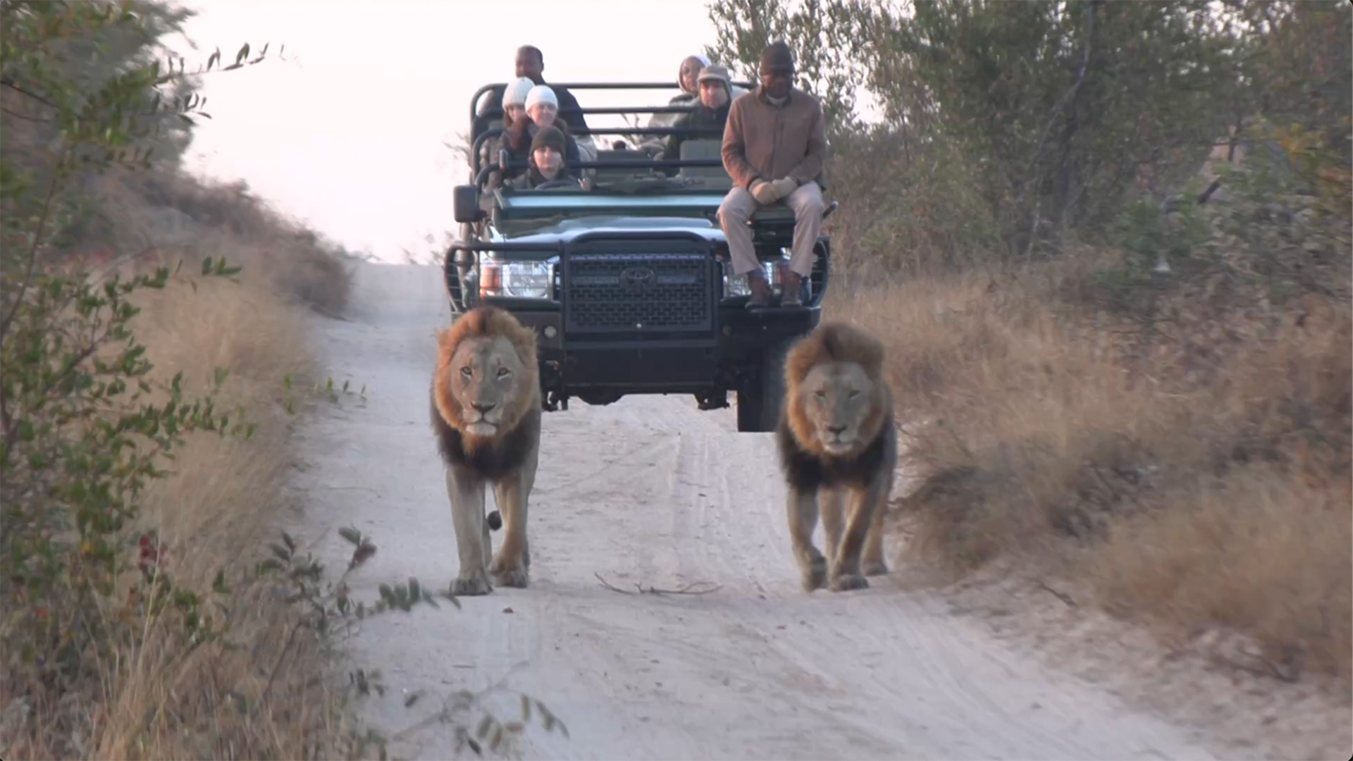 Best Kruger Safari Tours