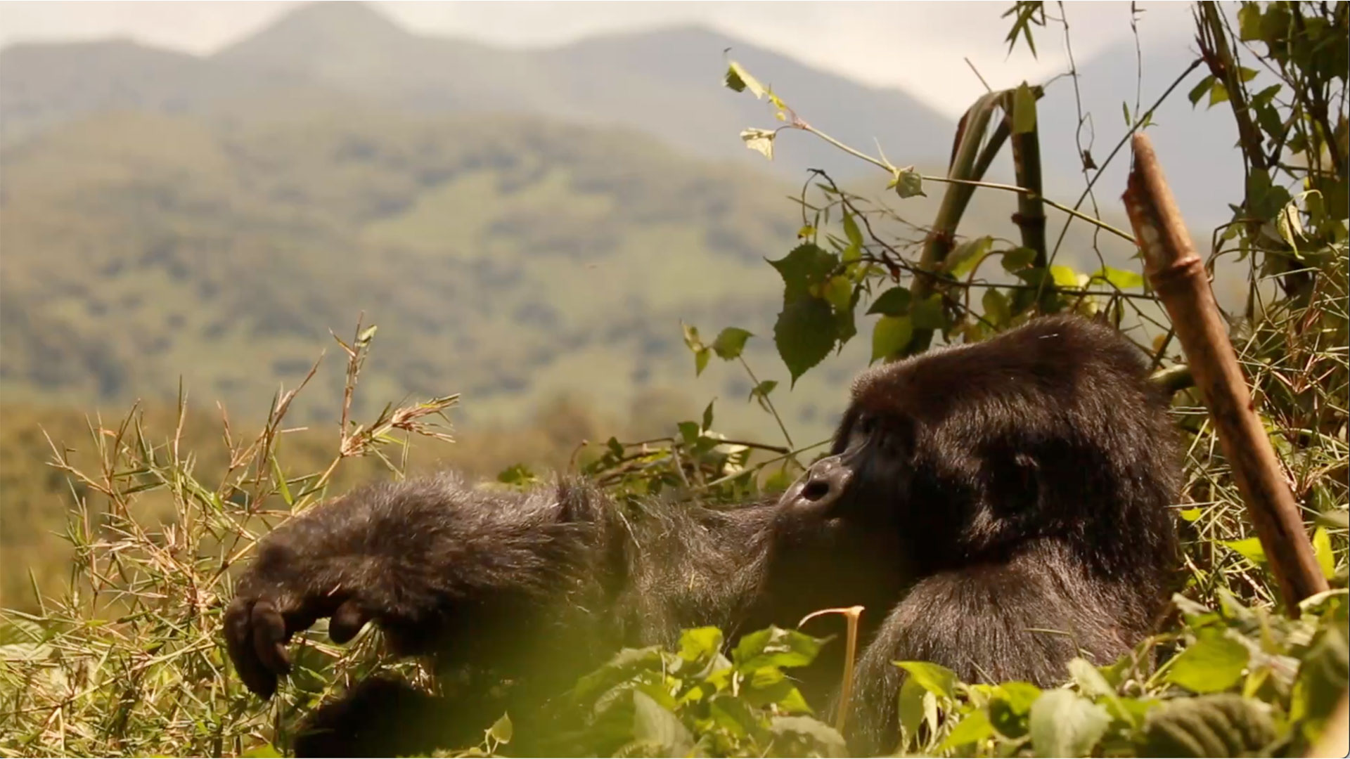 Gorilla trekking