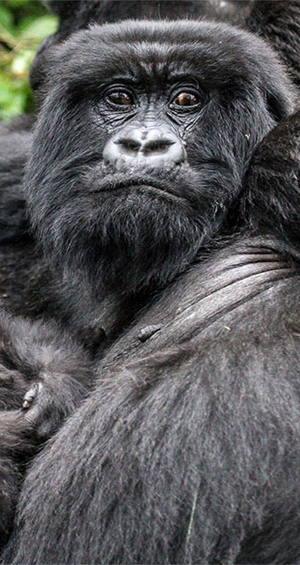 Rwanda gorilla trek
