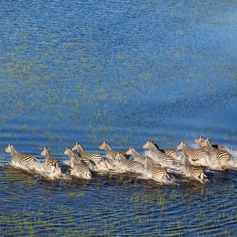 Okavango Delta and Moremi
