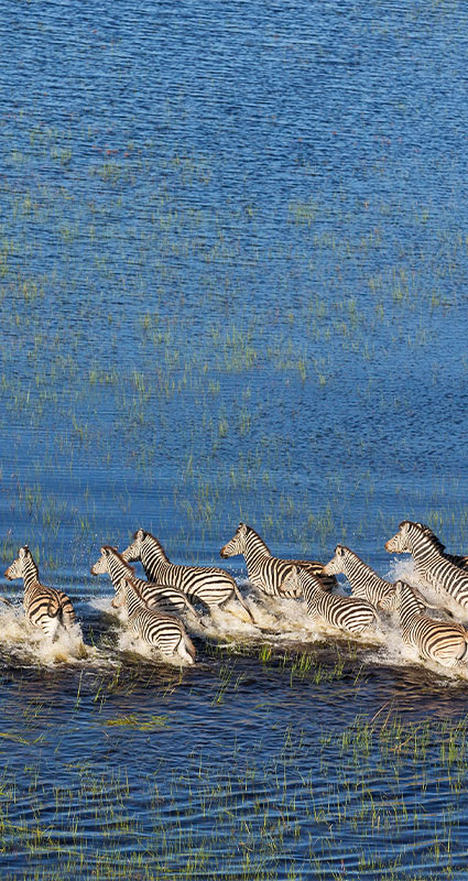 Okavango Delta Safari