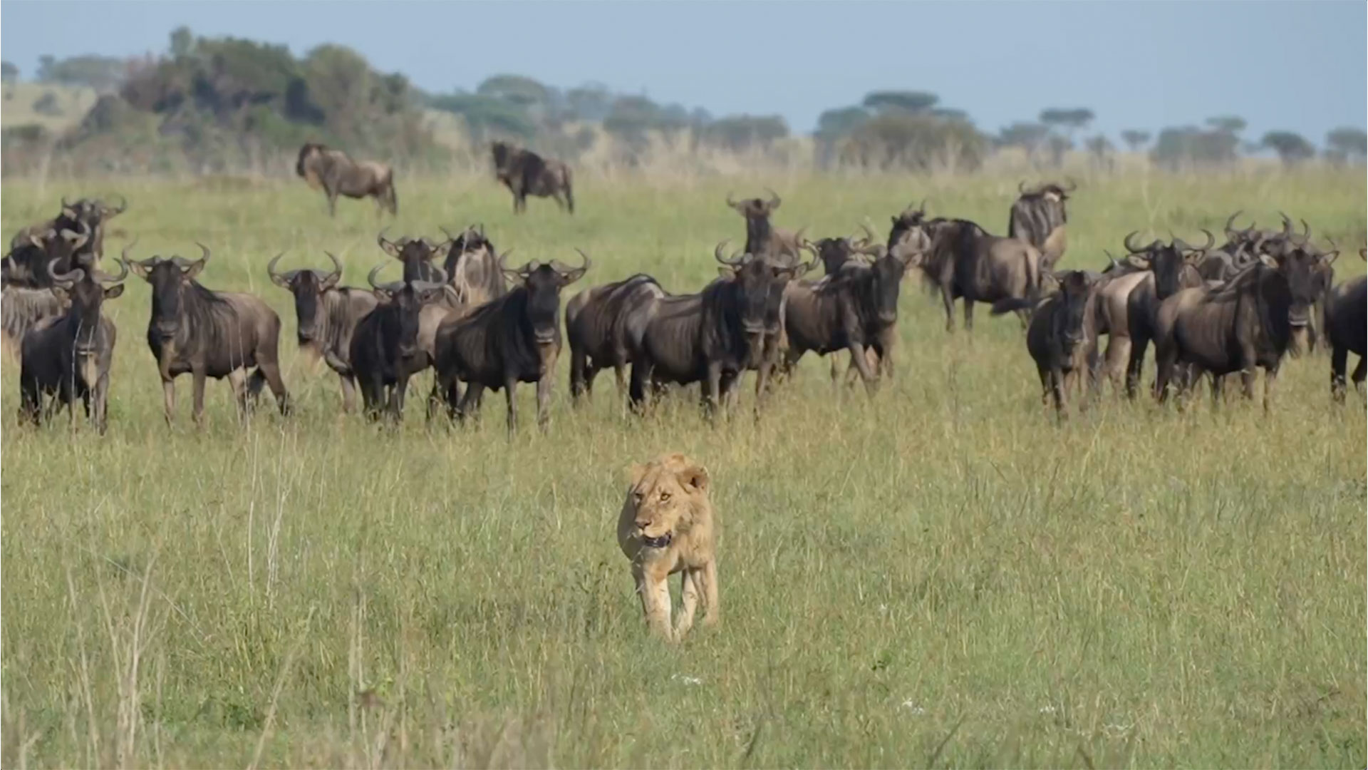serengeti travel packages