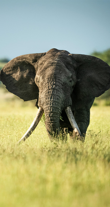 serengeti ngorongoro safari
