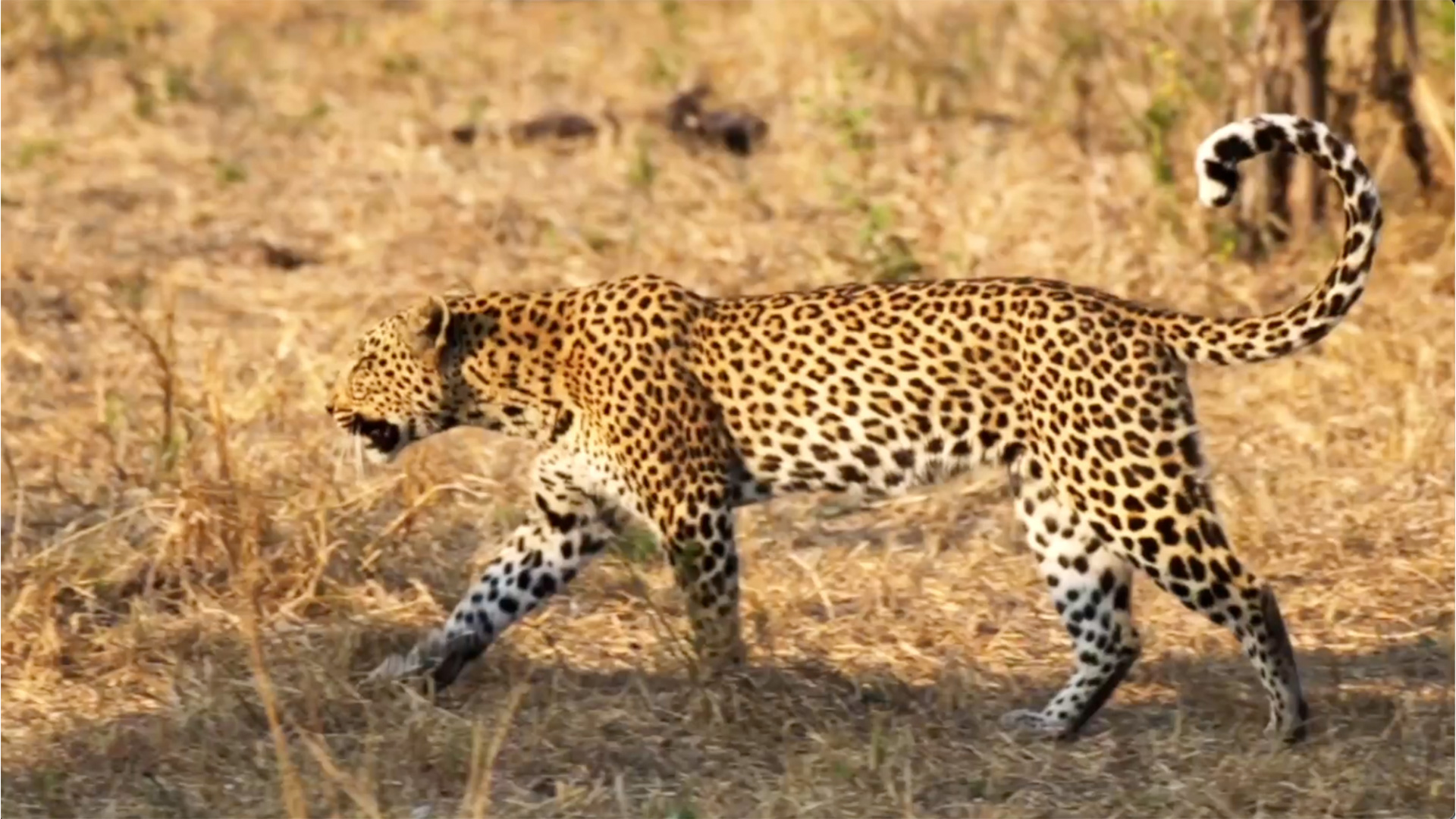 Okavango Delta Safari