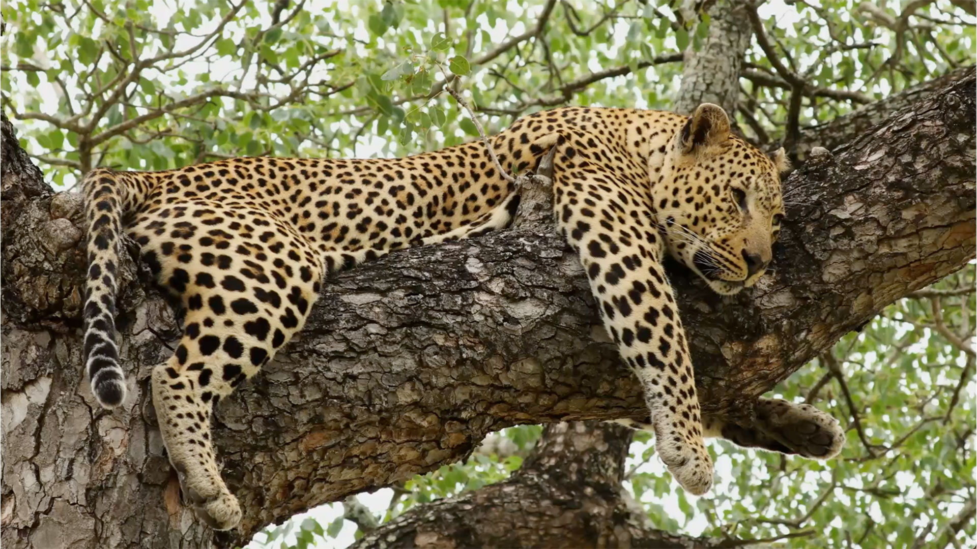 All-inclusive South Africa Safari