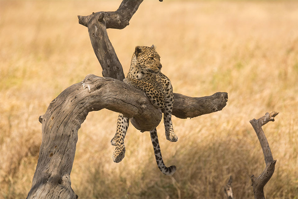 Great migration - Tanzanias northern safari circuit