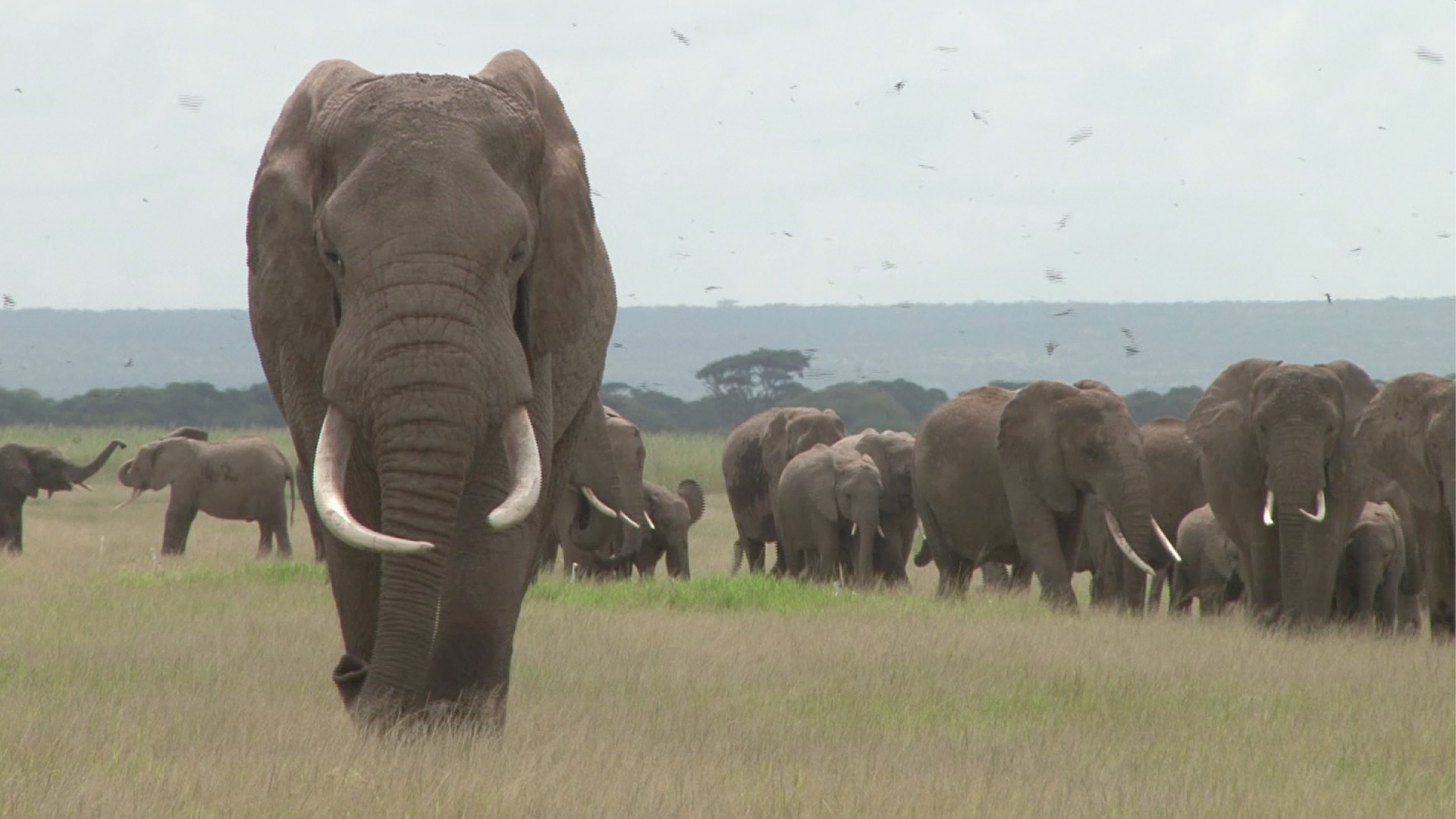 Safari in Kenya