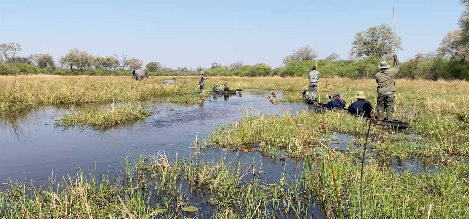 Botswana safari