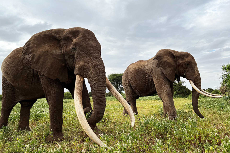 Amboseli National Park