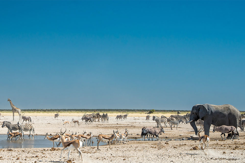 Etosha National Park